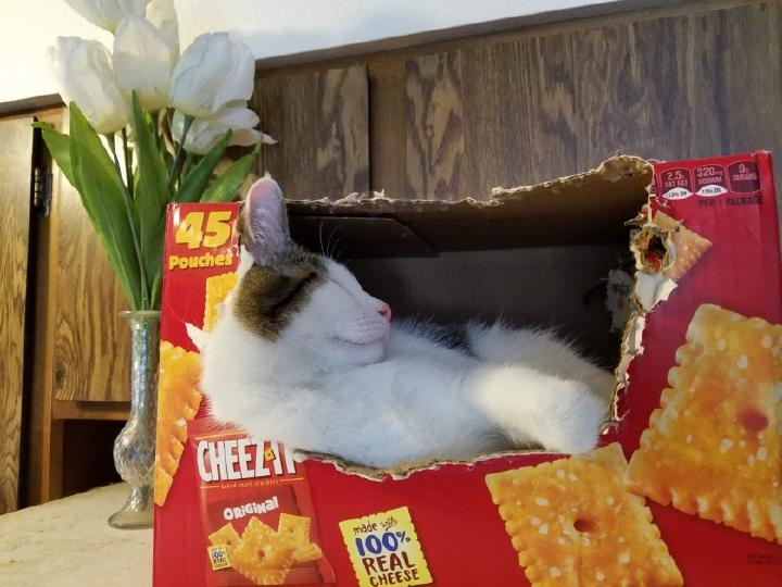 Jerry enjoying his cheez it box.